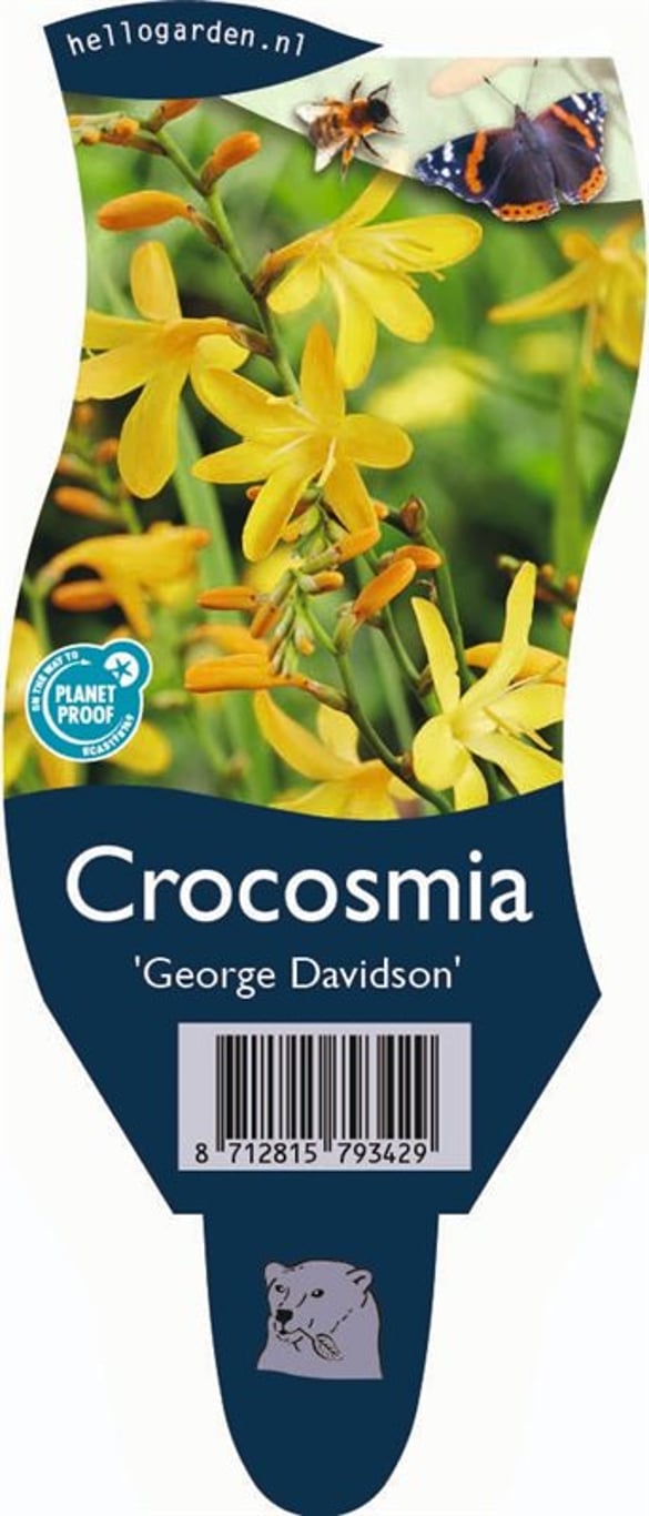 Crocosmia 'George Davidson' - P11